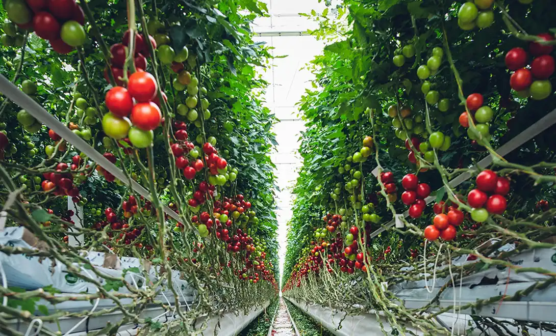 How  AAPS Increases Tomato Yield and Fruit Quality？